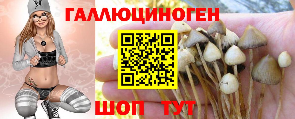 Галлюциногенные грибы Cubensis Приморско-Ахтарск